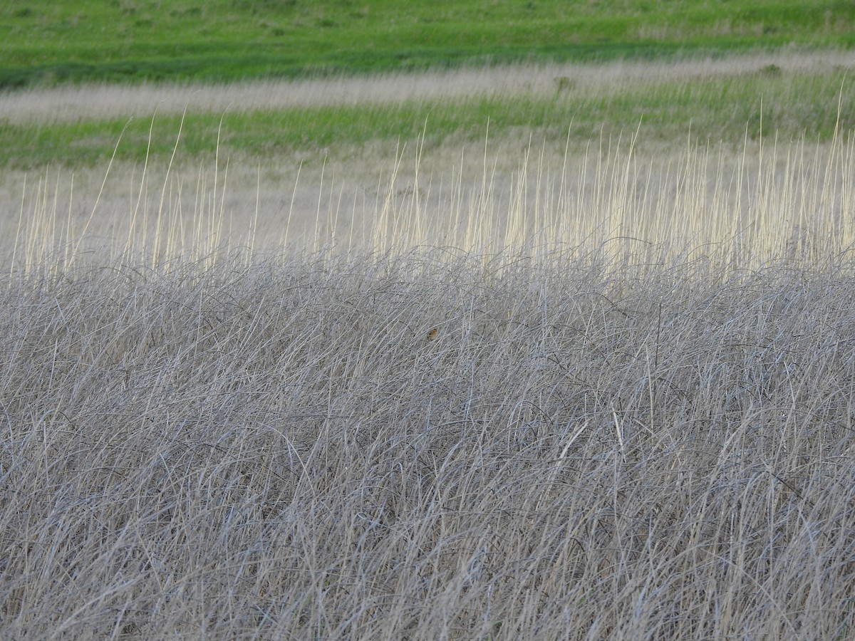 Nelson's Sparrow - ML619900781