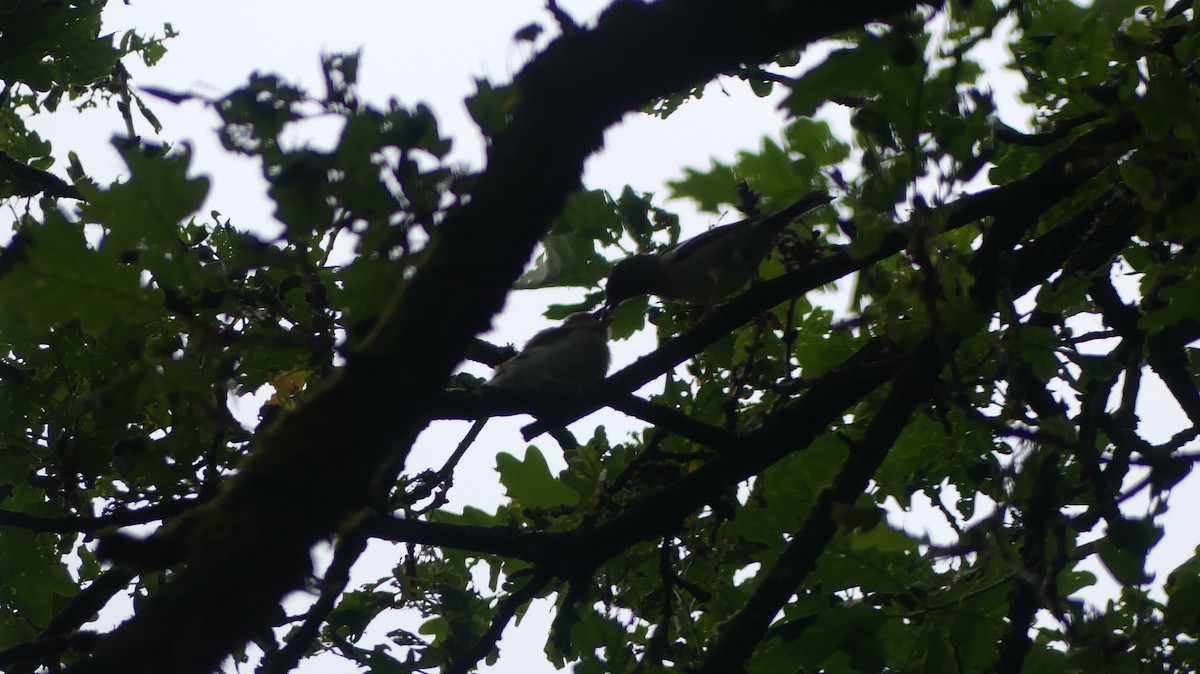 Common Chaffinch - ML619900797