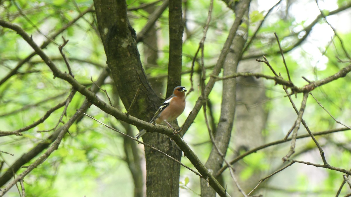 Common Chaffinch - ML619900801