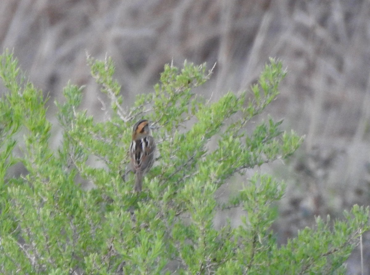 Nelson's Sparrow - ML619900809