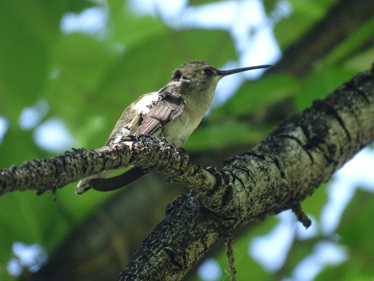 hummingbird sp. - ML619900816