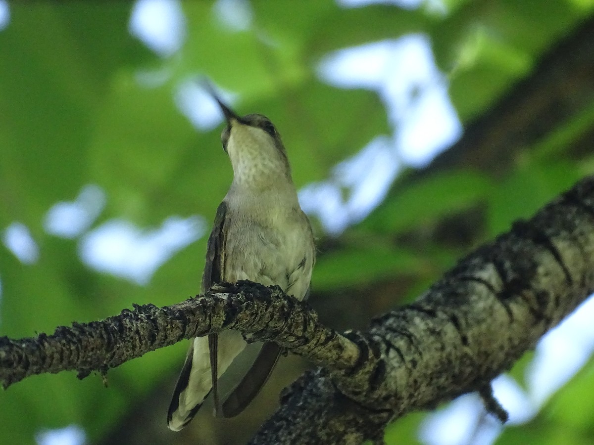 hummingbird sp. - ML619900818