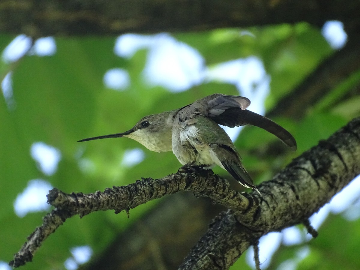 hummingbird sp. - ML619900820