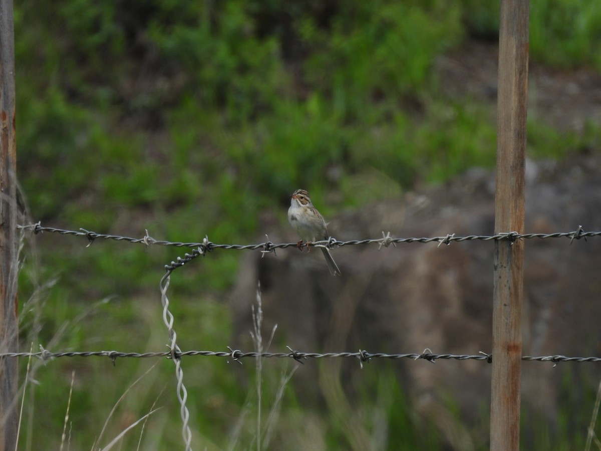 Clay-colored Sparrow - ML619900823