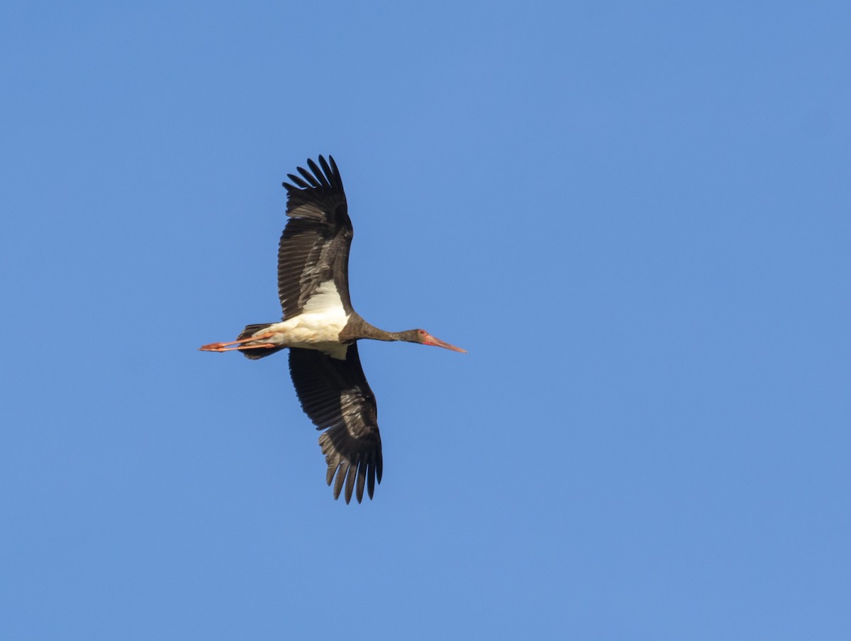 Black Stork - ML619900824