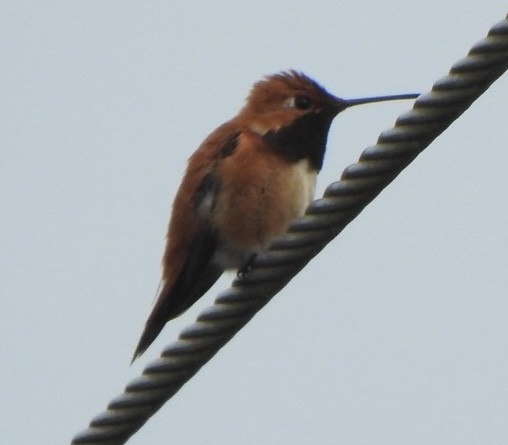 Rufous Hummingbird - ML619900844