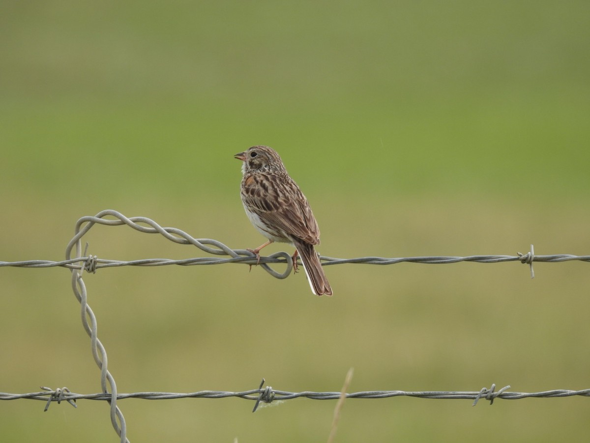 Vesper Sparrow - ML619900845