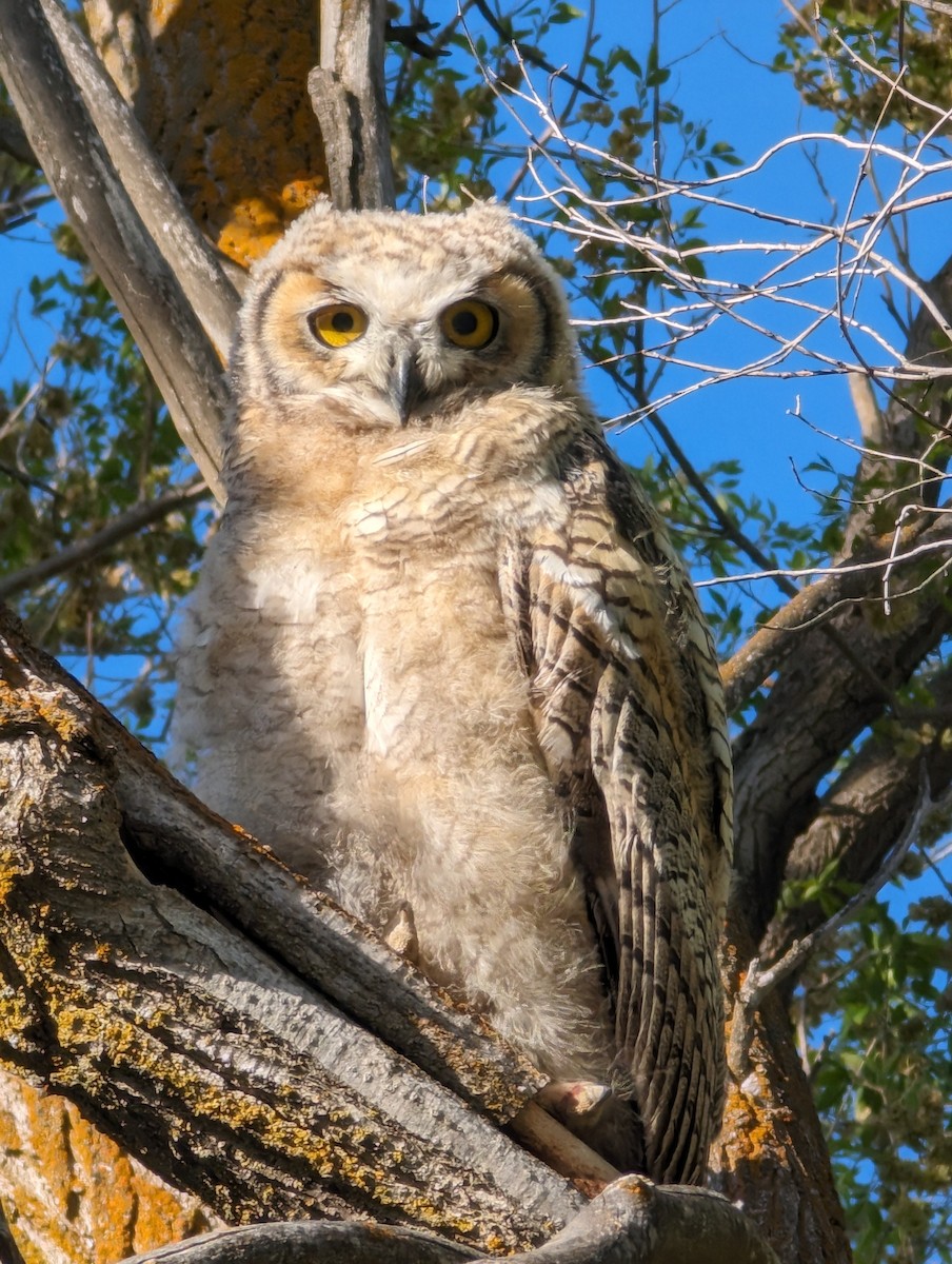 Great Horned Owl - ML619900846