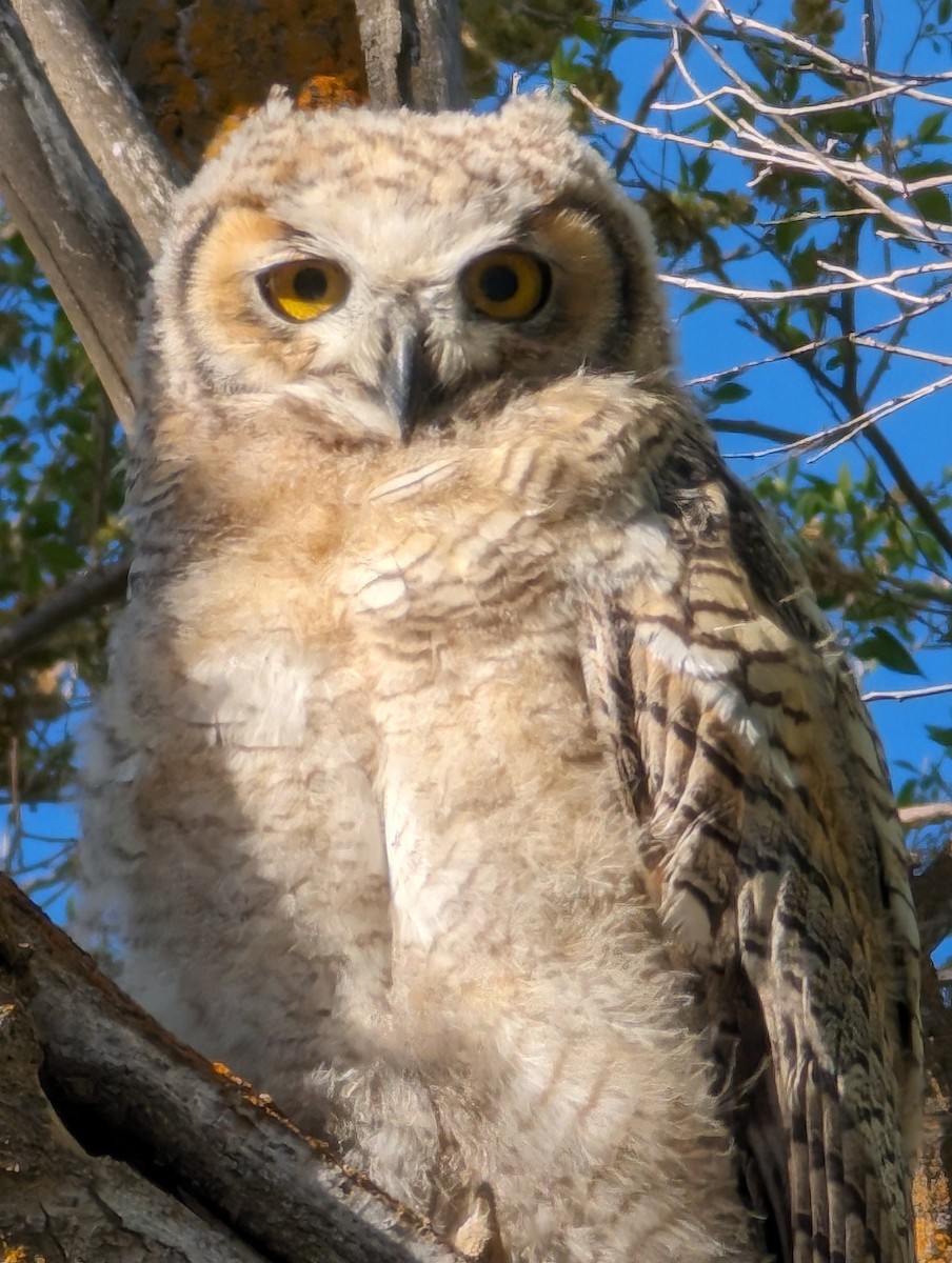 Great Horned Owl - ML619900847