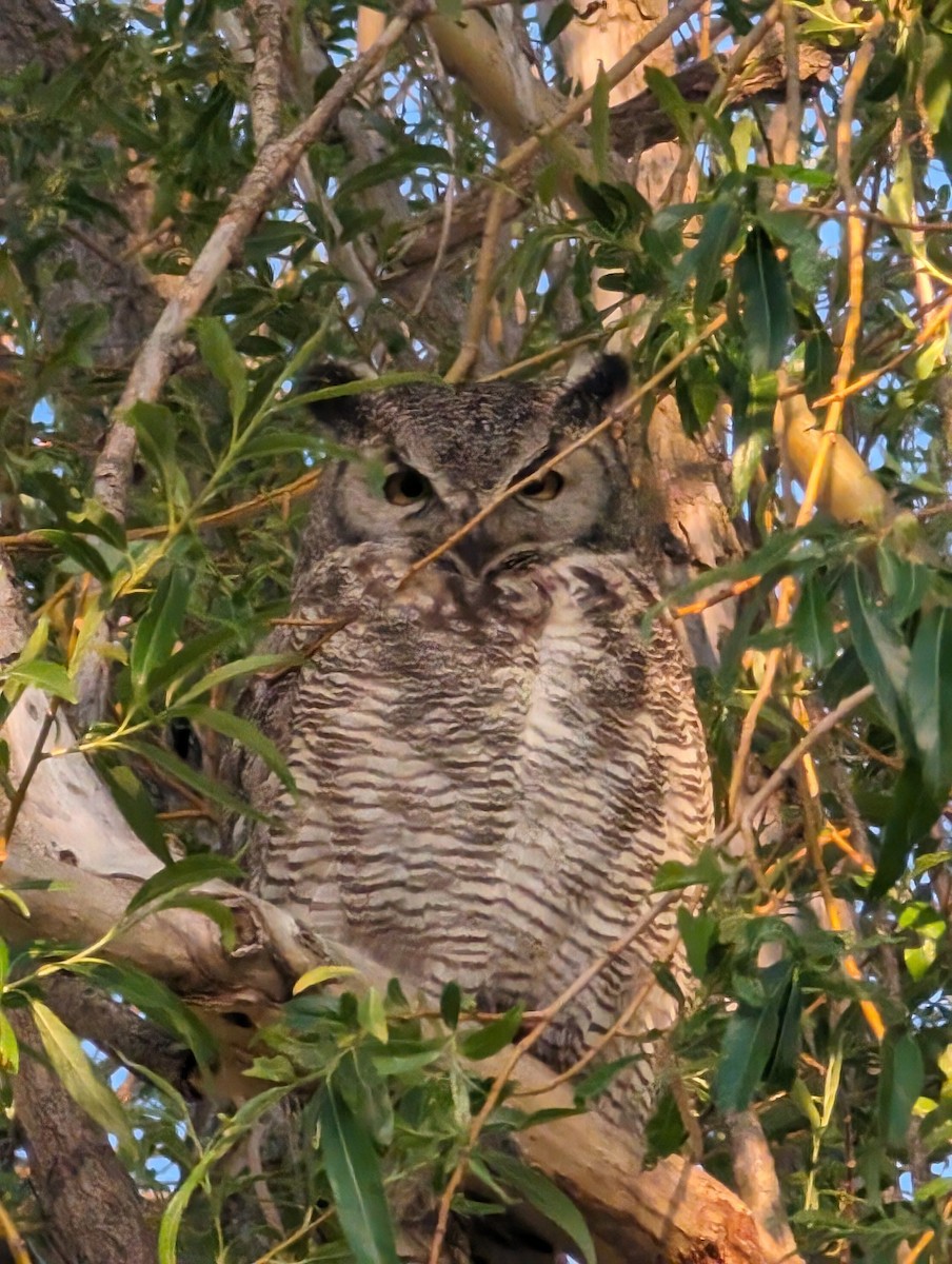 Great Horned Owl - ML619900850