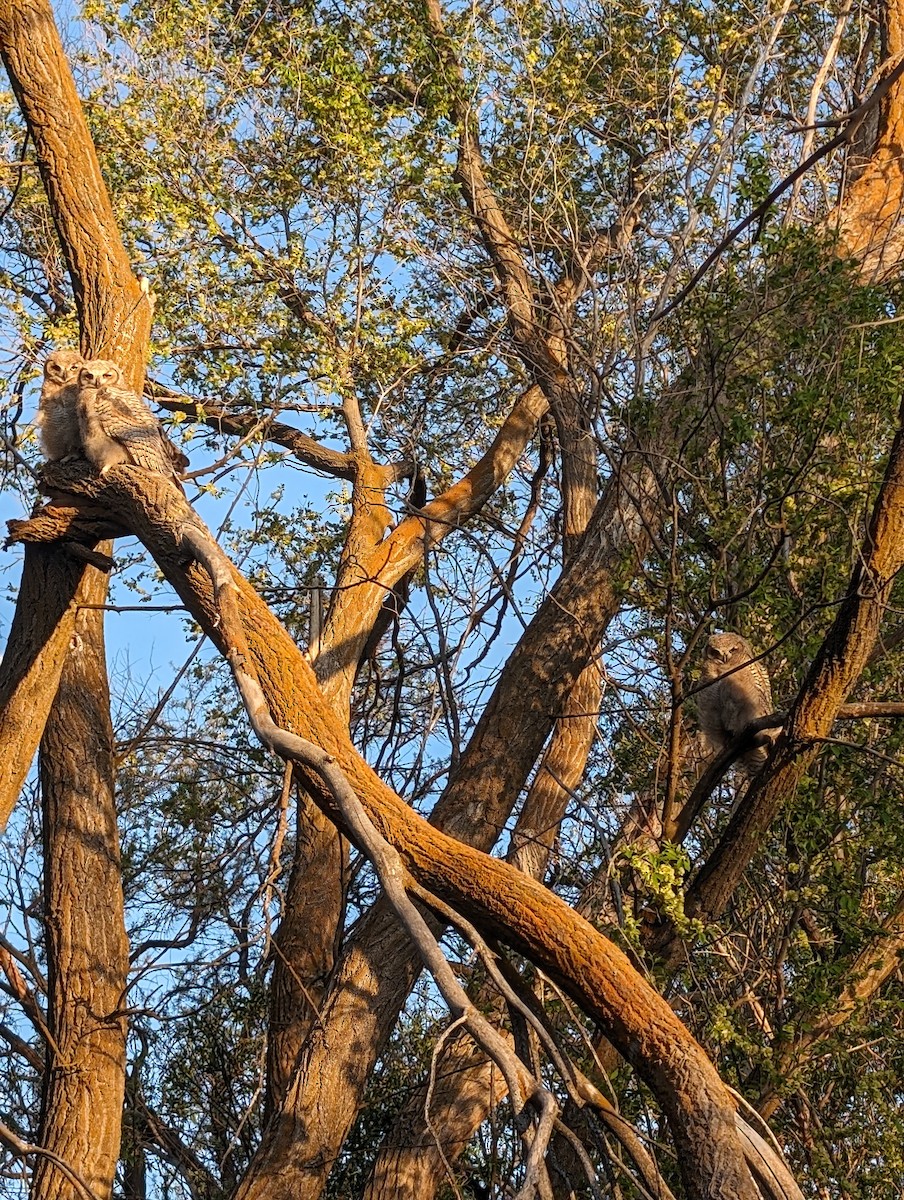 Great Horned Owl - ML619900853