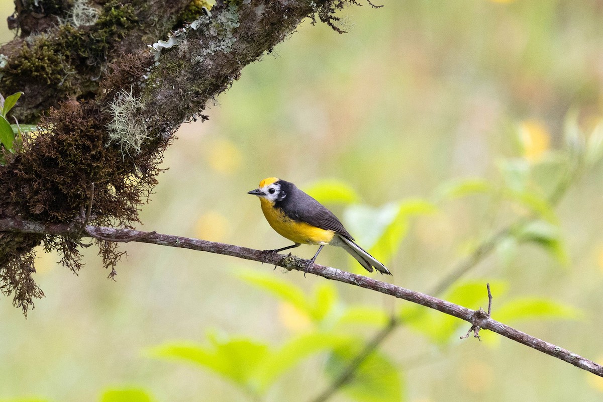 Golden-fronted Redstart (Yellow-fronted) - ML619900854