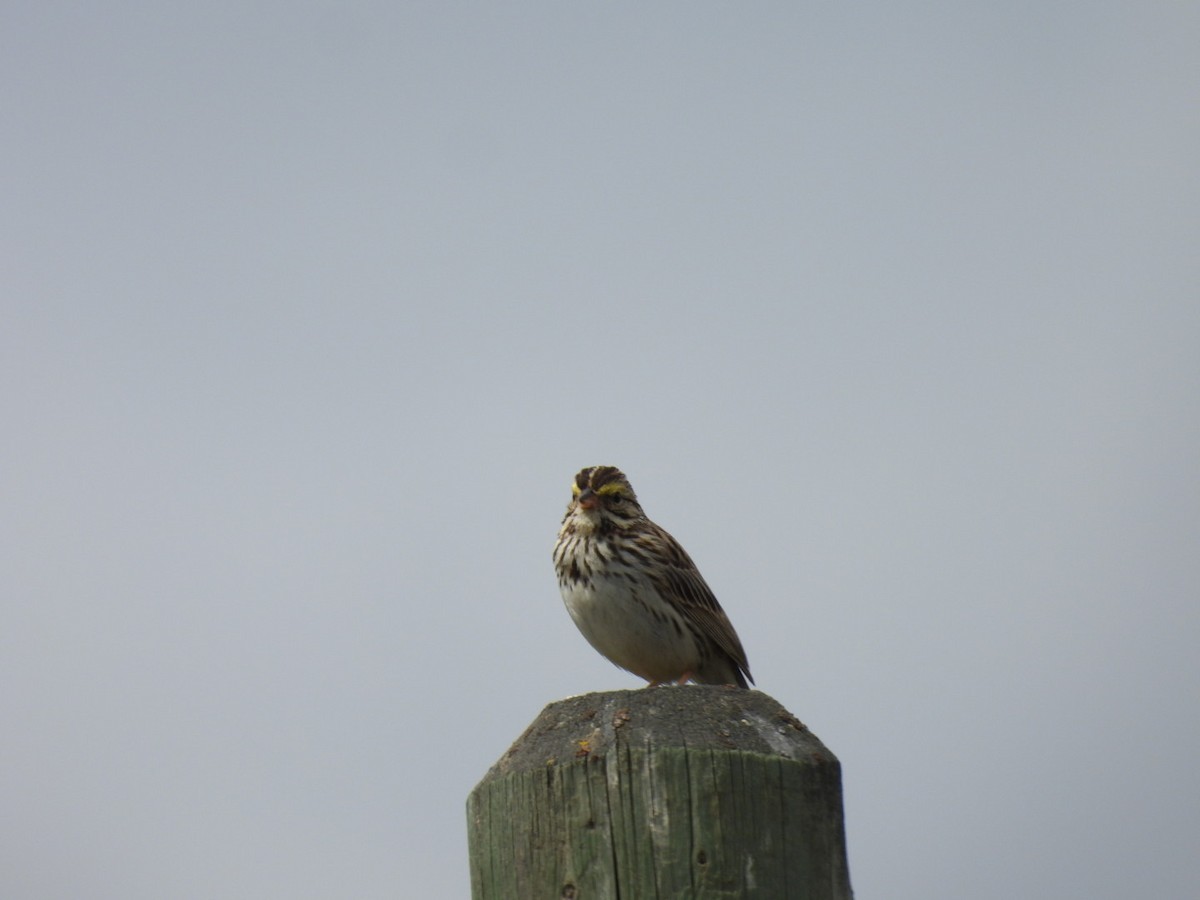 Savannah Sparrow - ML619900860