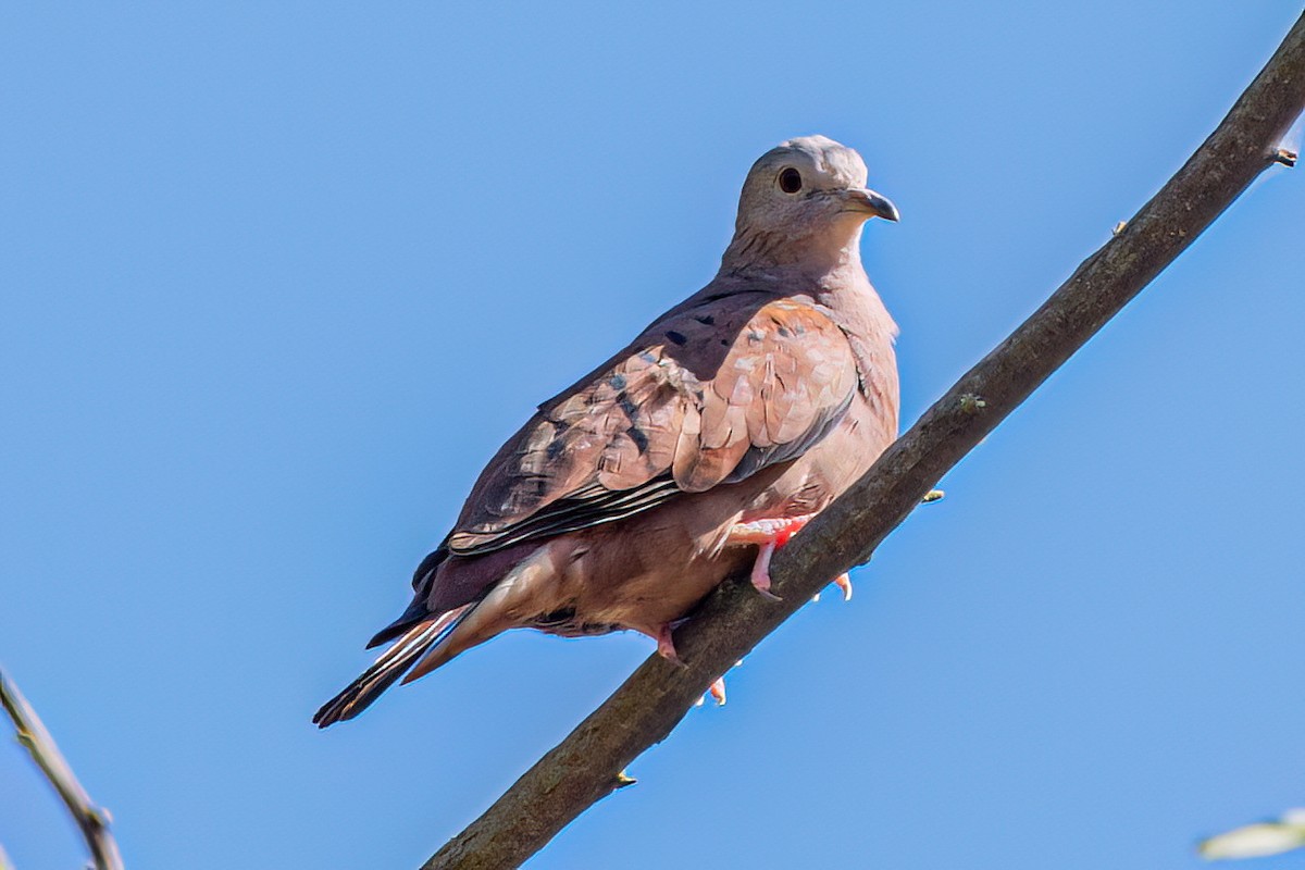 Ruddy Ground Dove - ML619900862