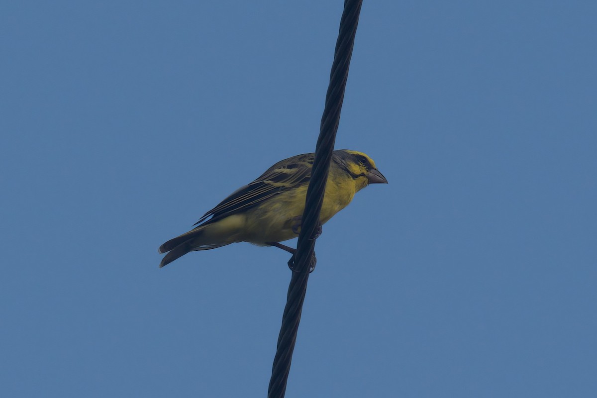 Yellow-fronted Canary - ML619900870