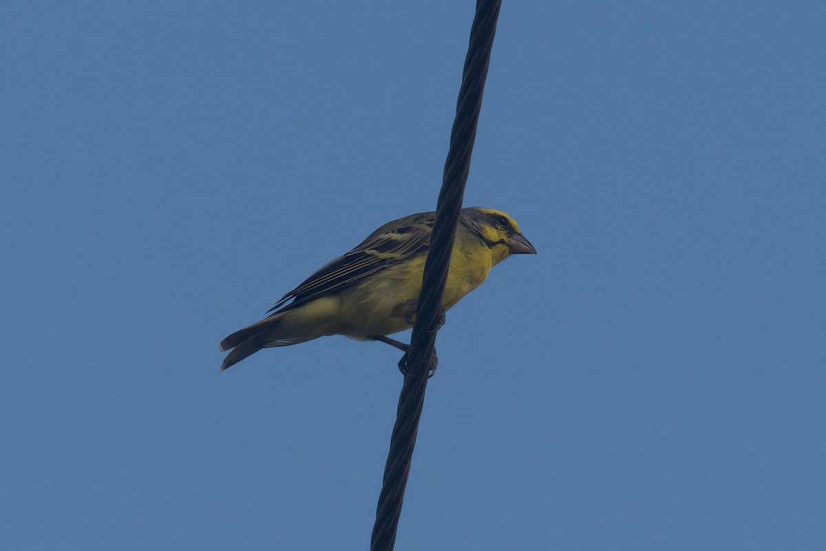 Serin du Mozambique - ML619900870