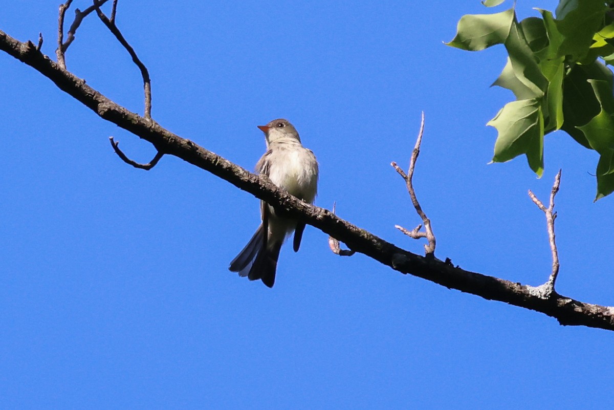 Eastern Wood-Pewee - ML619900872