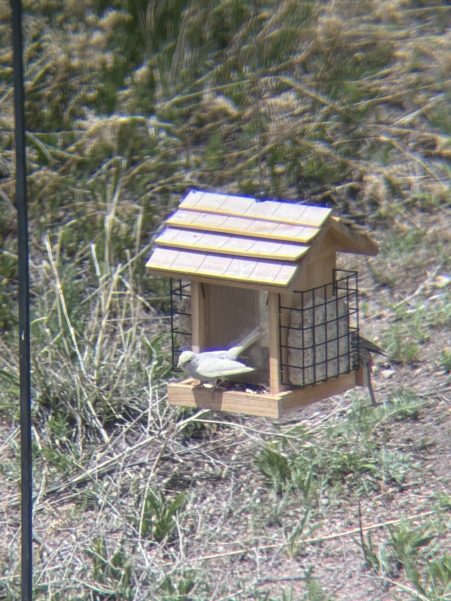 House Finch - ML619900875