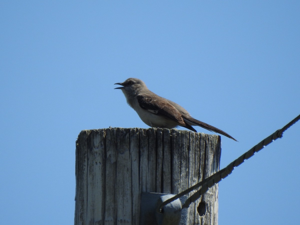 Northern Mockingbird - ML619900880