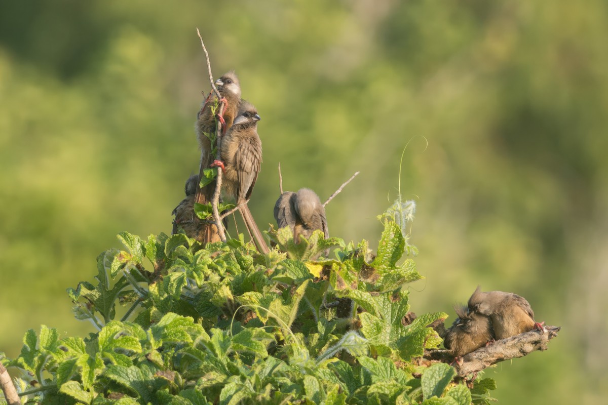 Speckled Mousebird - ML619900891