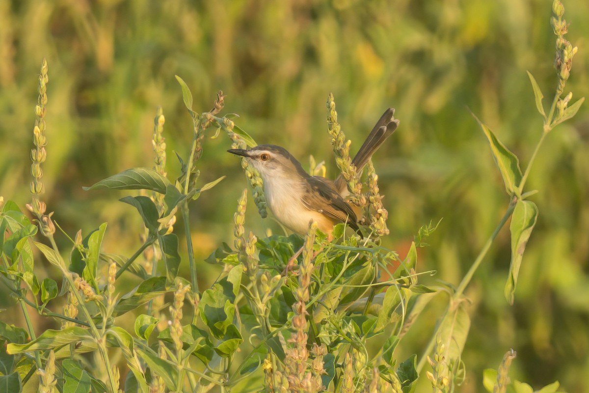 Tawny-flanked Prinia - Thomas Johnson