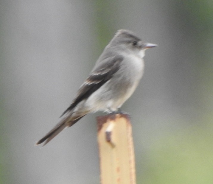 Western Wood-Pewee - ML619900901