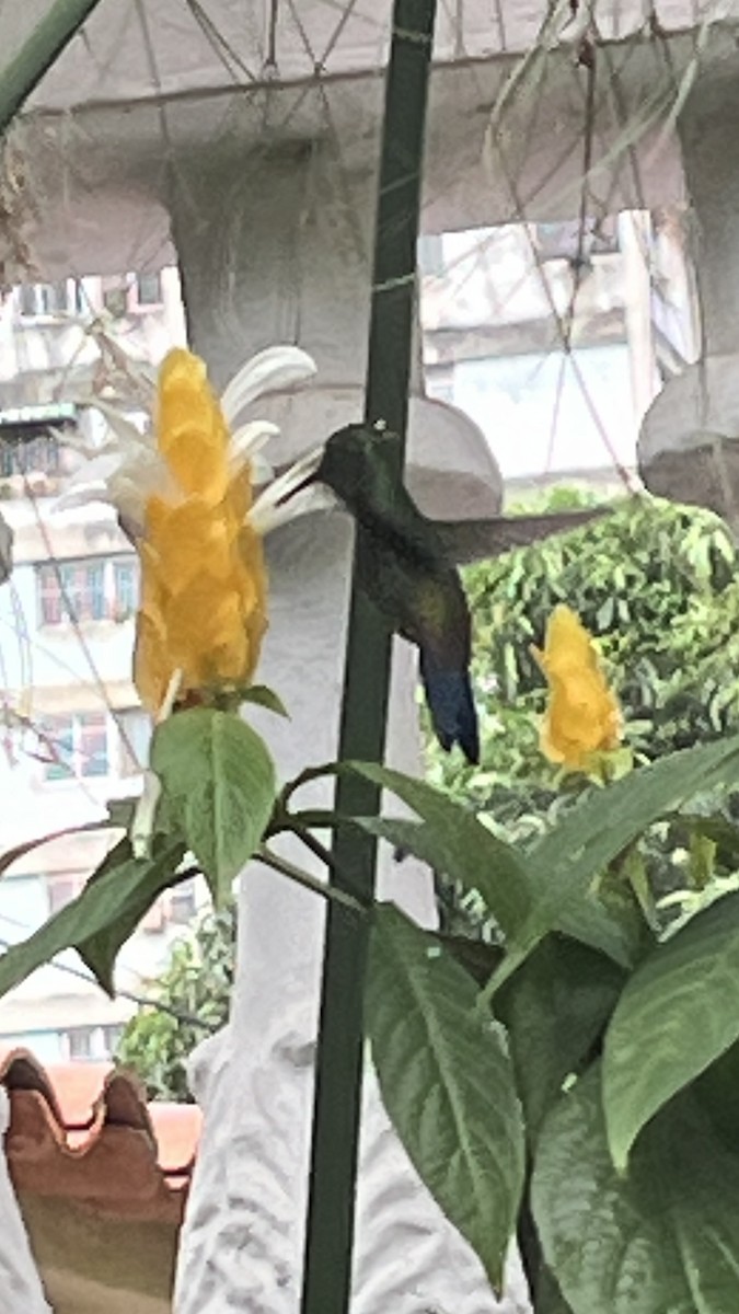 kolibřík měděnořitý - ML619900905