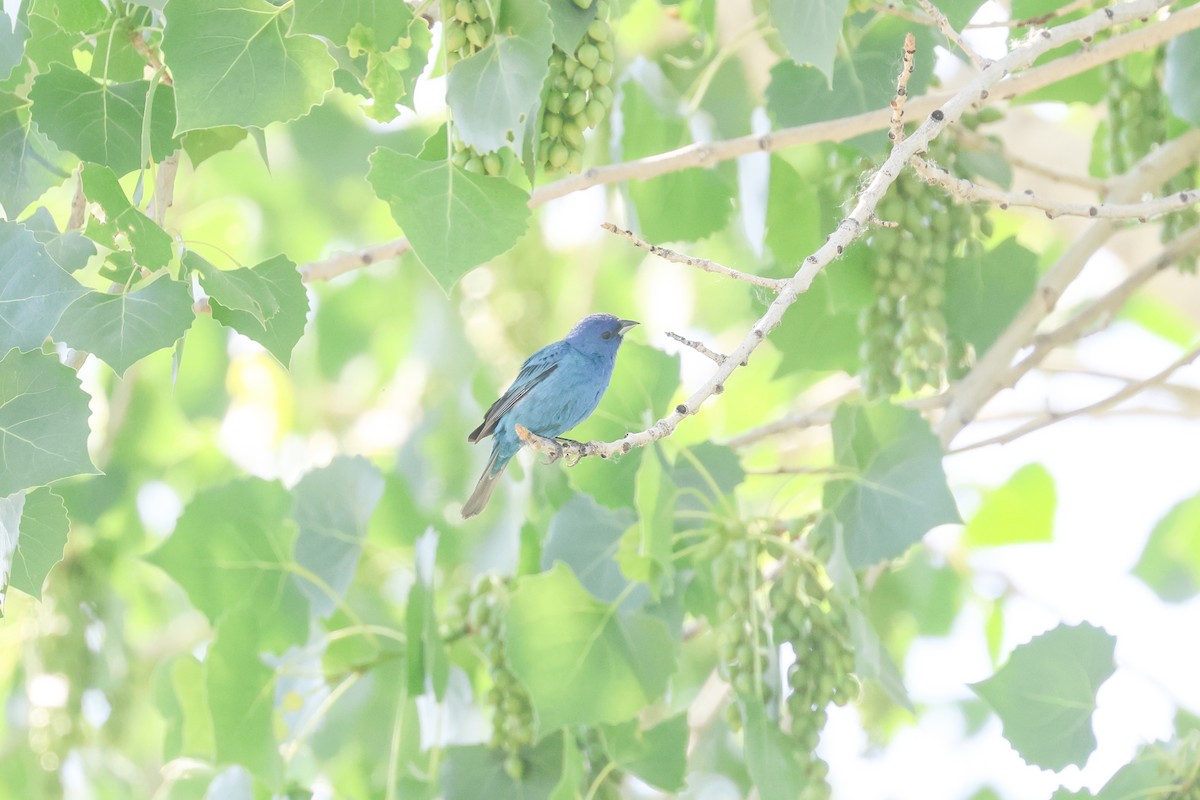 Passerin indigo - ML619900912