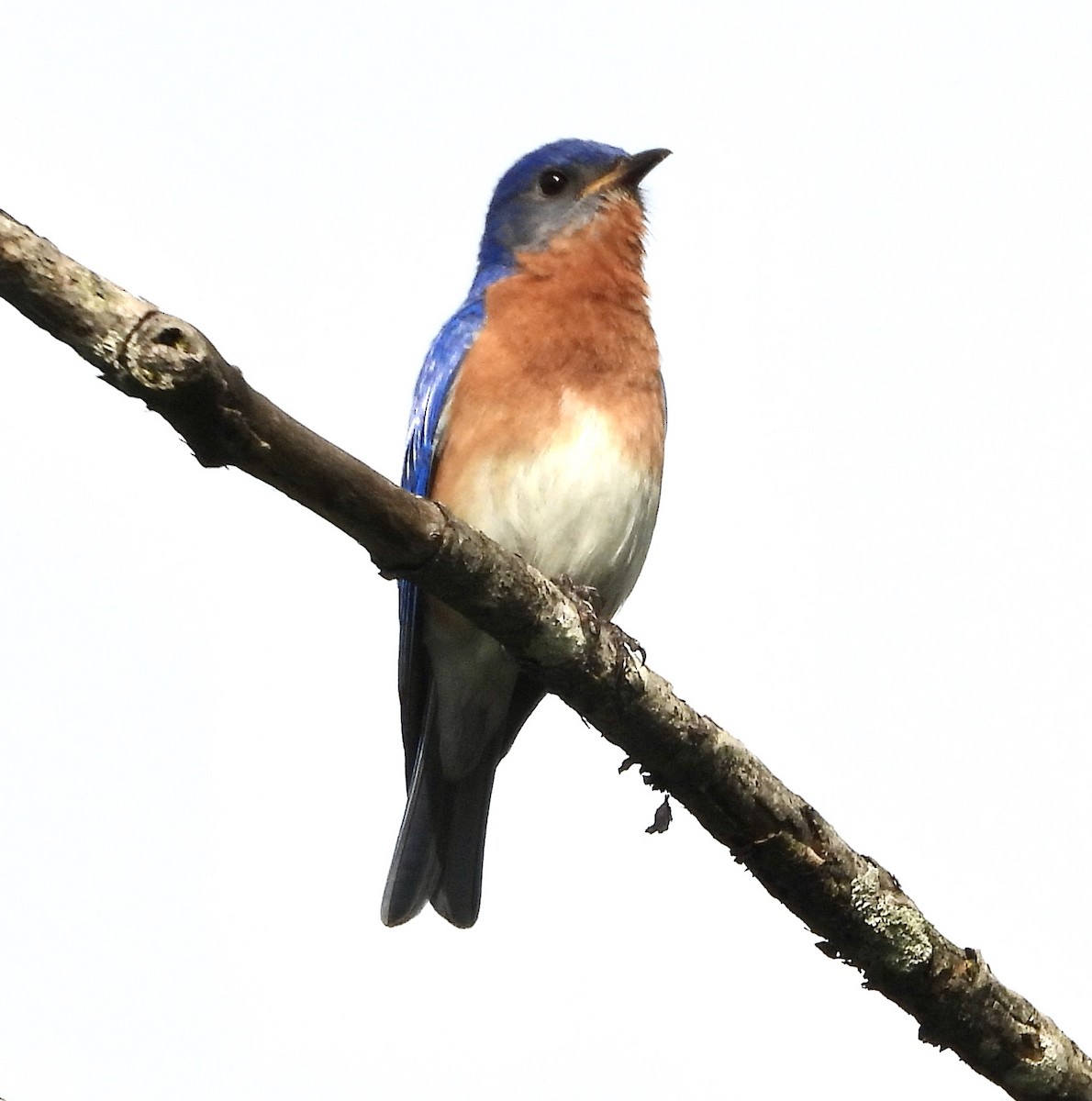 Eastern Bluebird - ML619900914