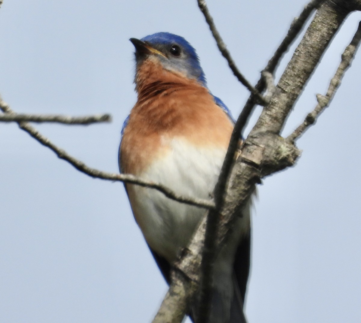 Eastern Bluebird - ML619900915