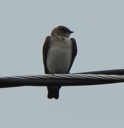 Northern Rough-winged Swallow - ML619900918