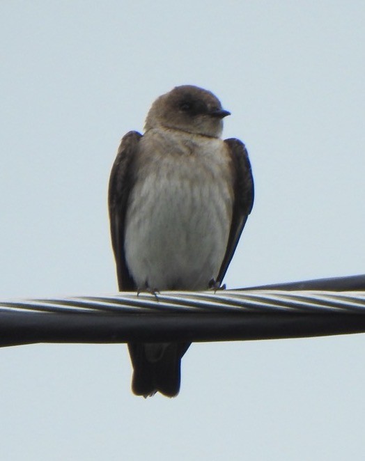 Northern Rough-winged Swallow - ML619900919