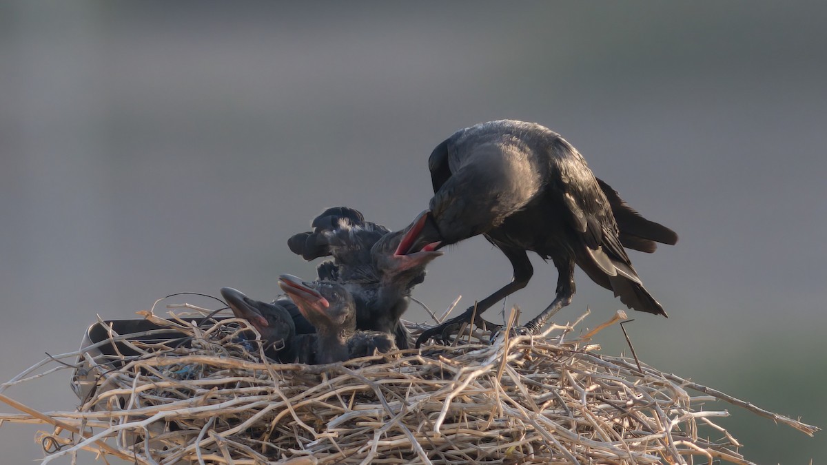 House Crow - ML619900920