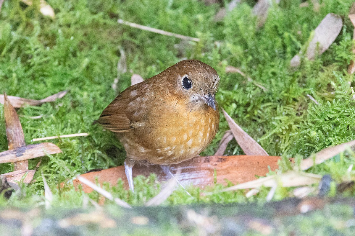 Muisca Antpitta - ML619900925