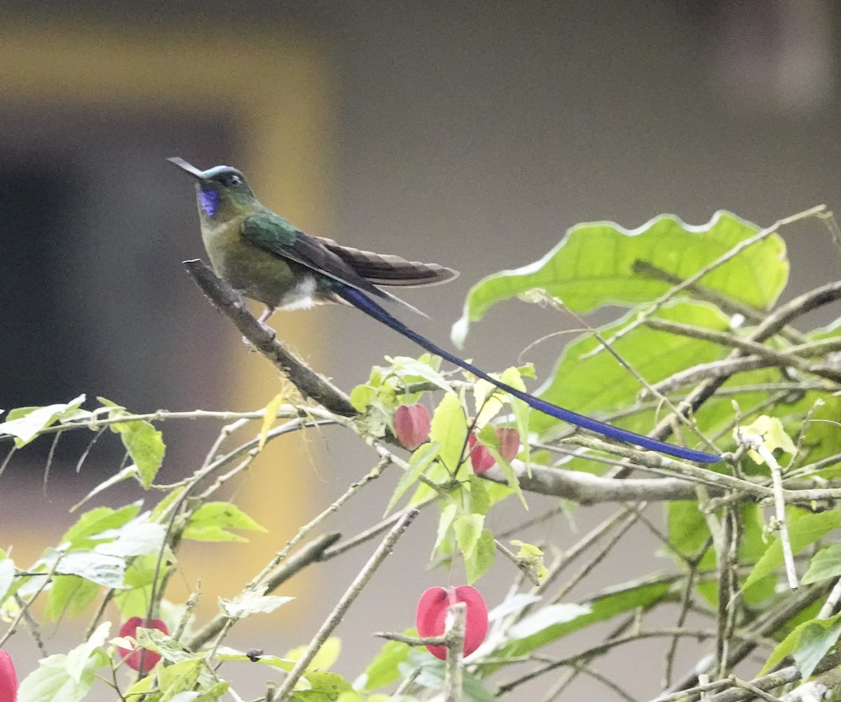 Violet-tailed Sylph - ML619900930