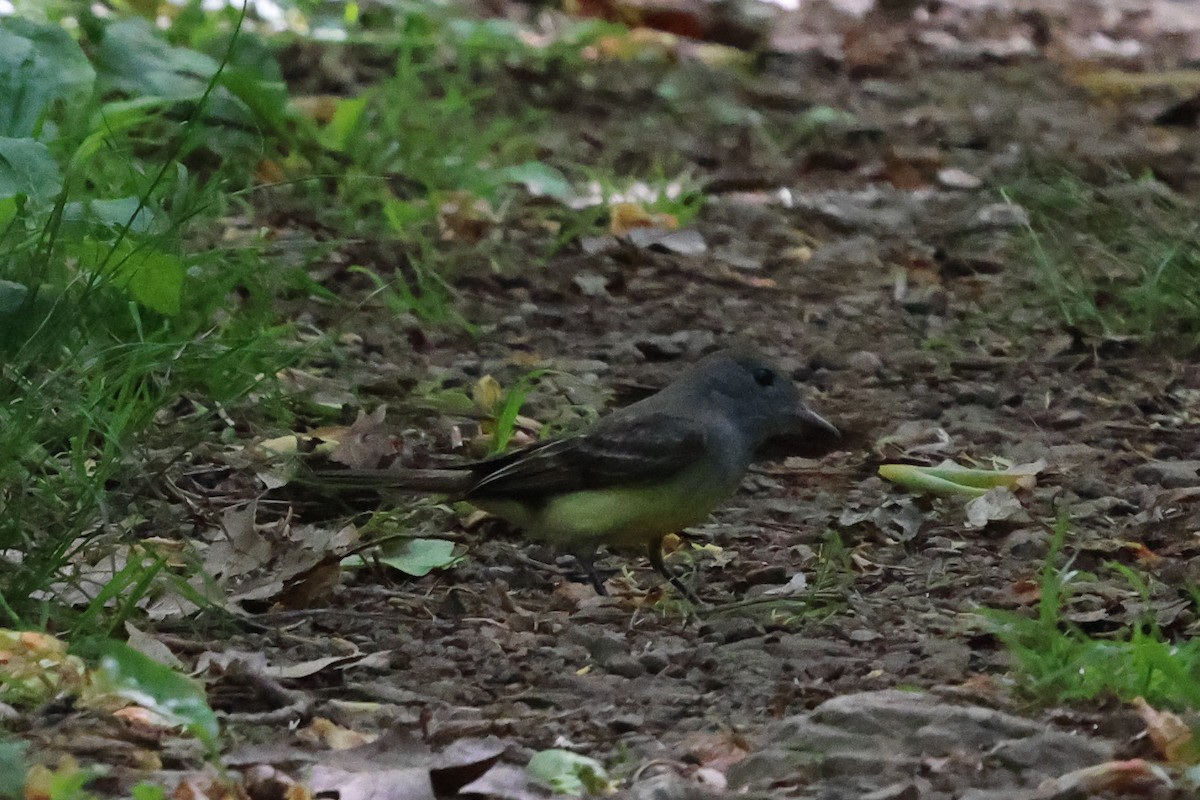 Great Crested Flycatcher - ML619900931