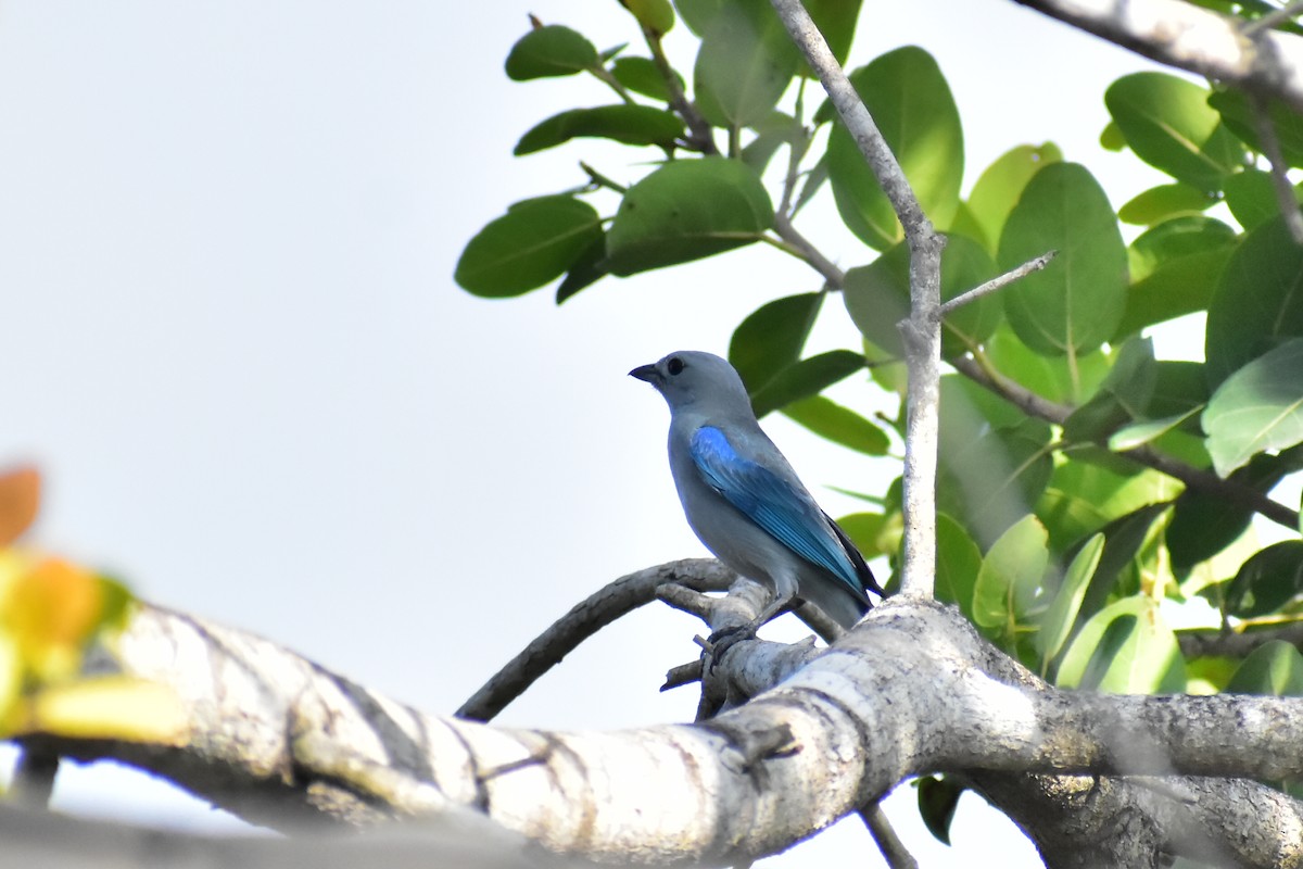 Blue-gray Tanager - ML619900934