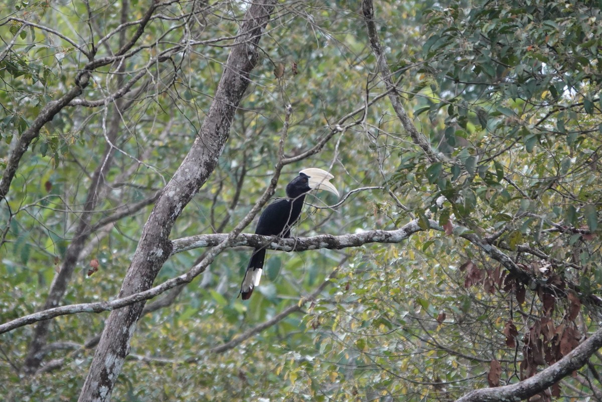 Black Hornbill - ML619900941