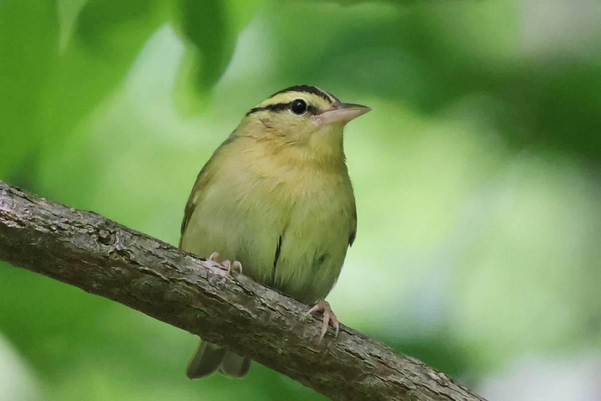 Paruline vermivore - ML619900945