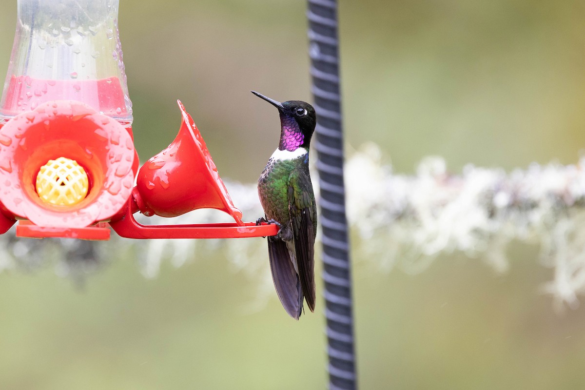 Colibrí Gorjiamatista (grupo clarisse) - ML619900950