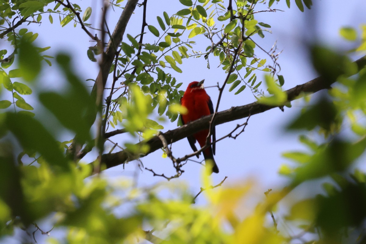 Scarlet Tanager - ML619900966