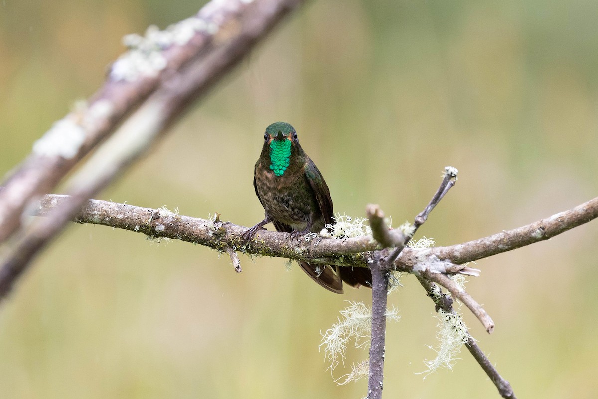 kolibřík dřišťálový - ML619900983