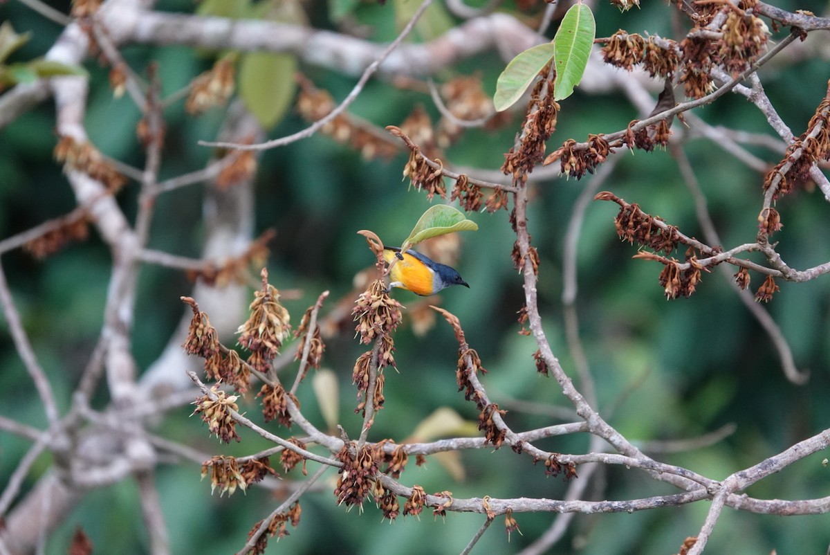 Orange-bellied Flowerpecker - ML619900986