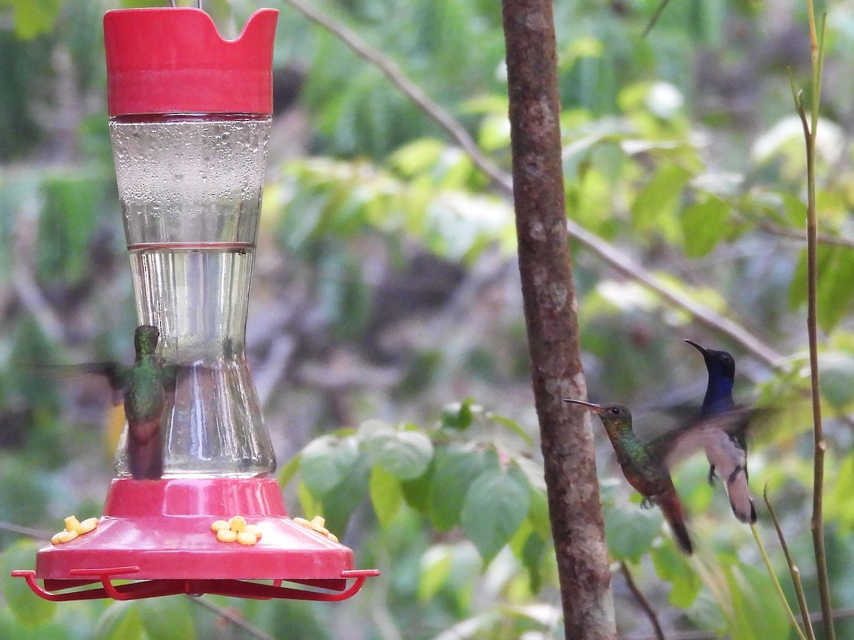 Rufous-tailed Hummingbird - ML619900990