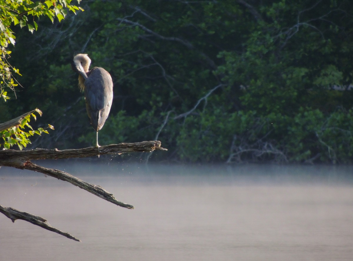 Great Blue Heron - ML619900992