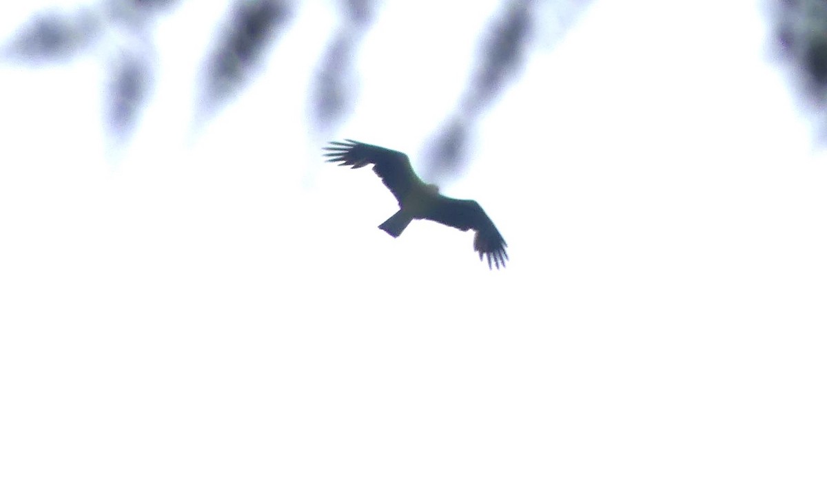 Black Kite - ML619900997