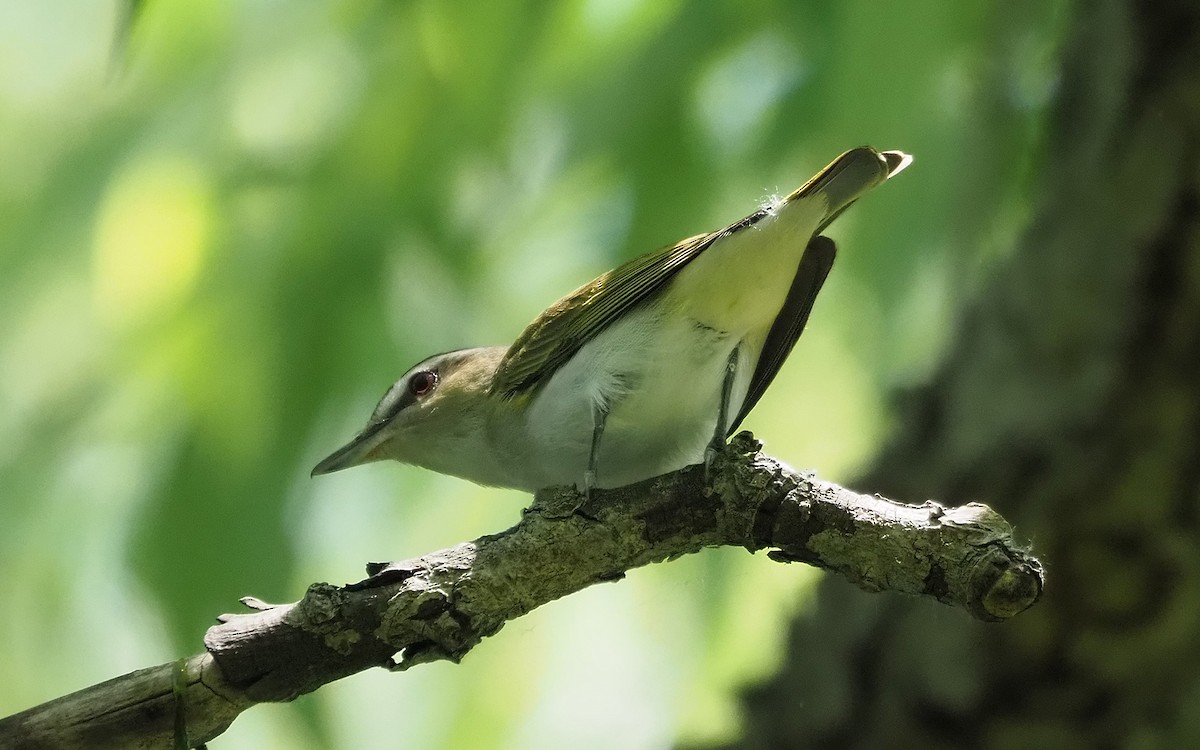 Red-eyed Vireo - ML619901005