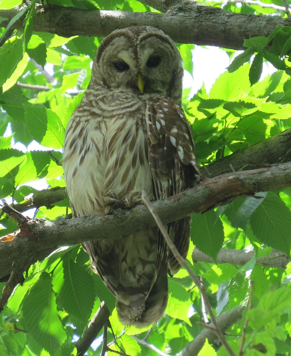 Barred Owl - ML619901007