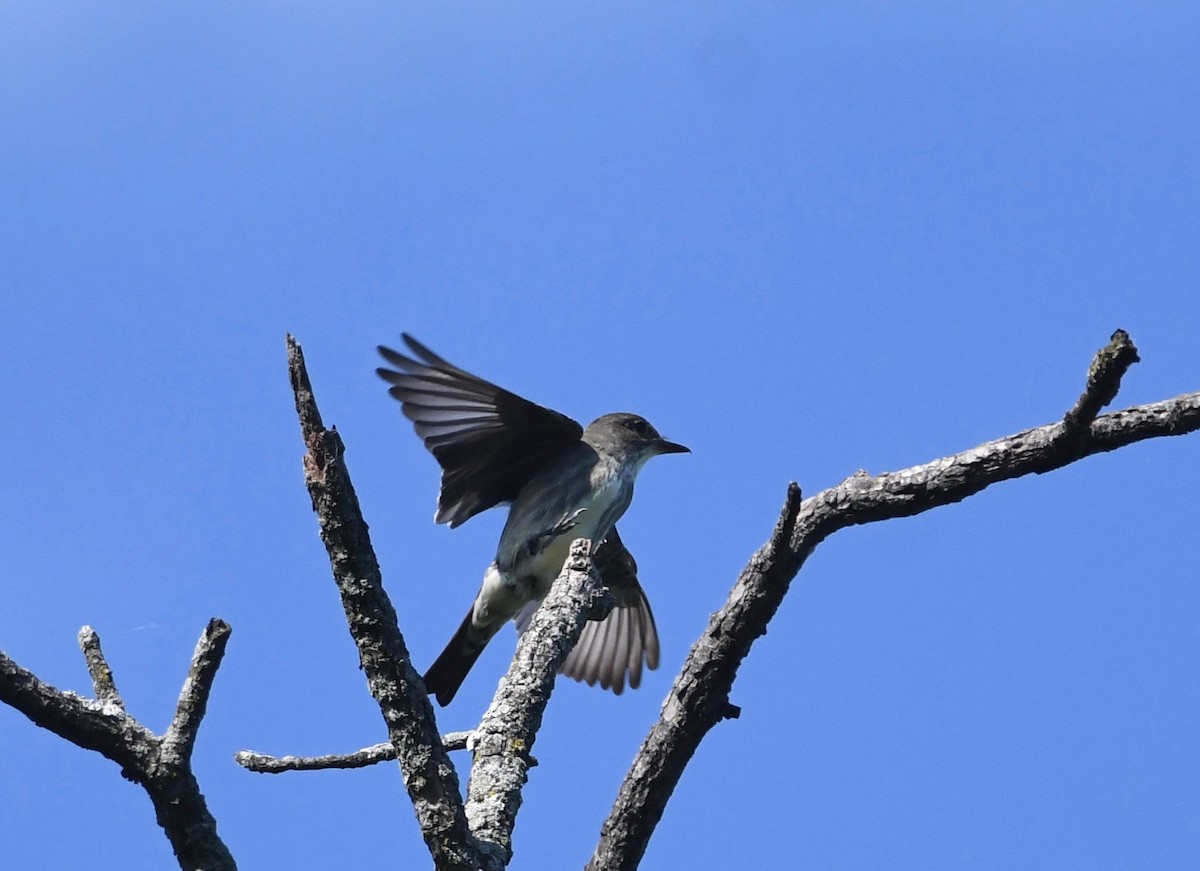 Olive-sided Flycatcher - ML619901011