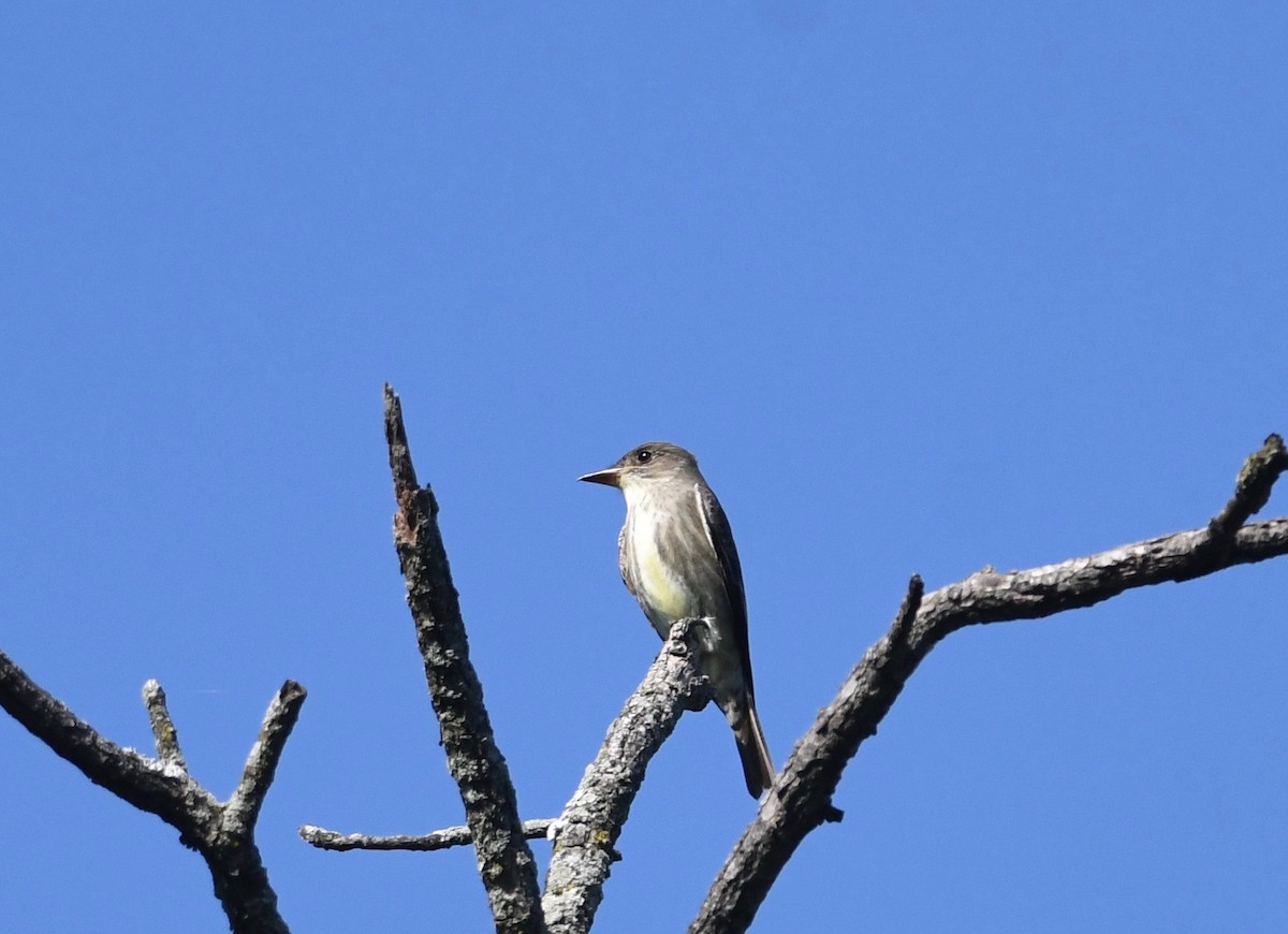 Olive-sided Flycatcher - ML619901013